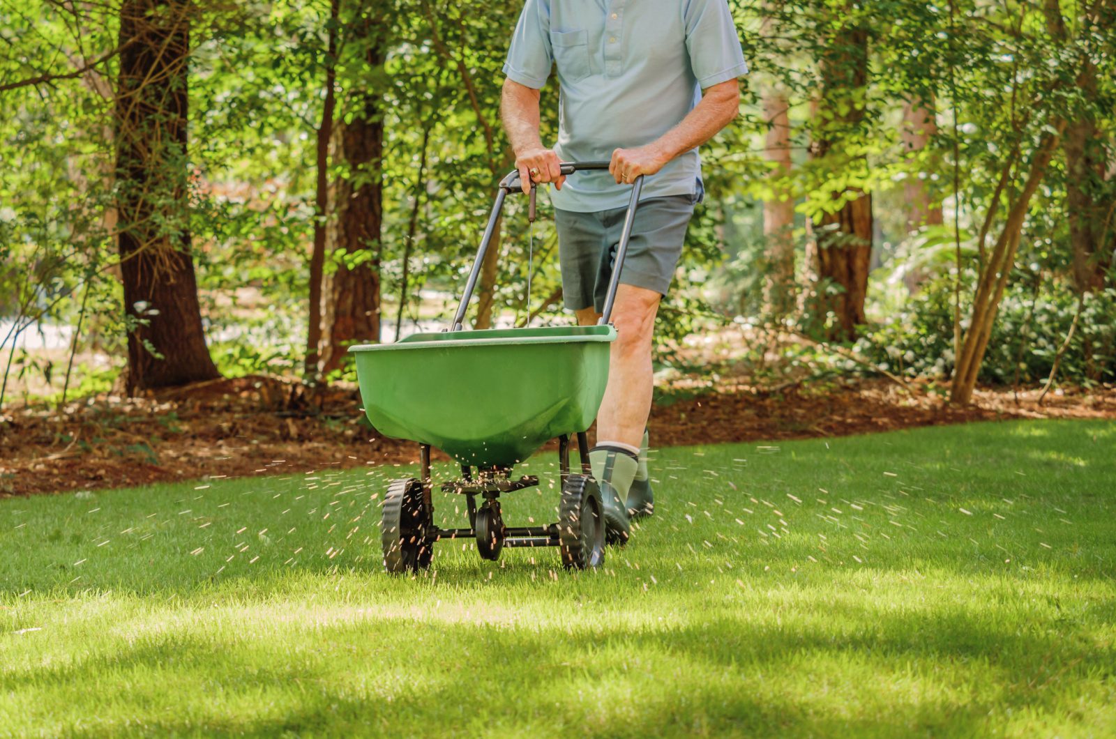 fertilizing the lawn