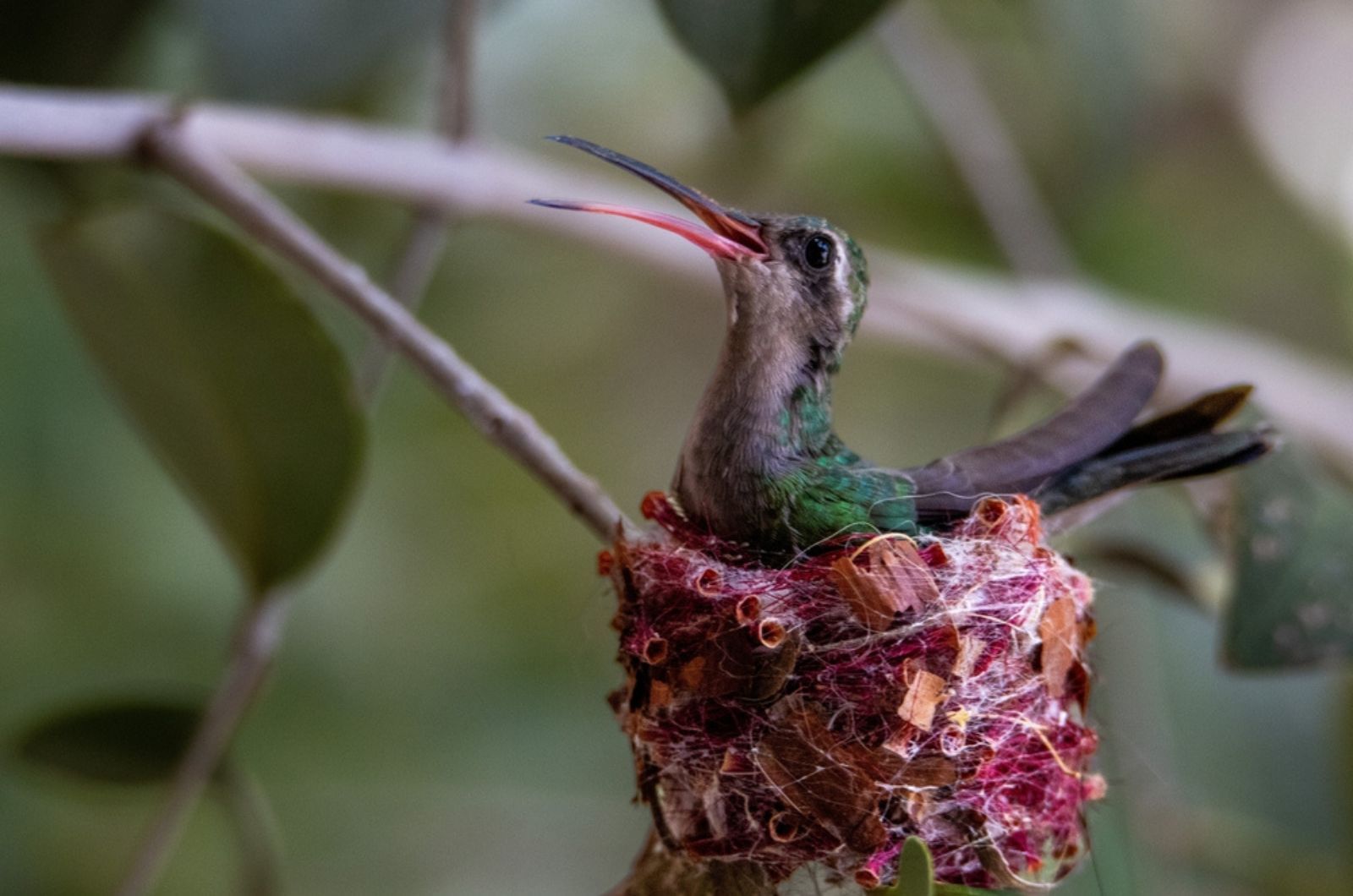 hummingbird in nest