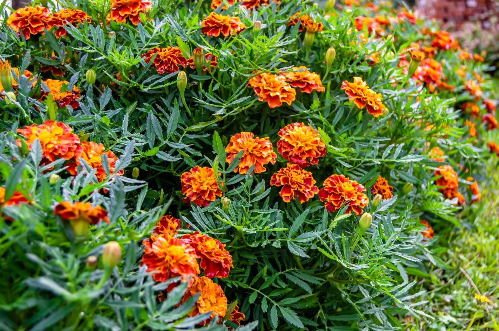 marigold flowers