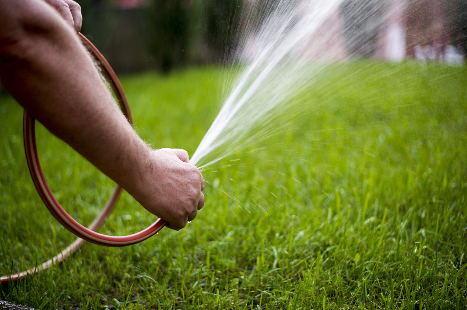 watering the lawn