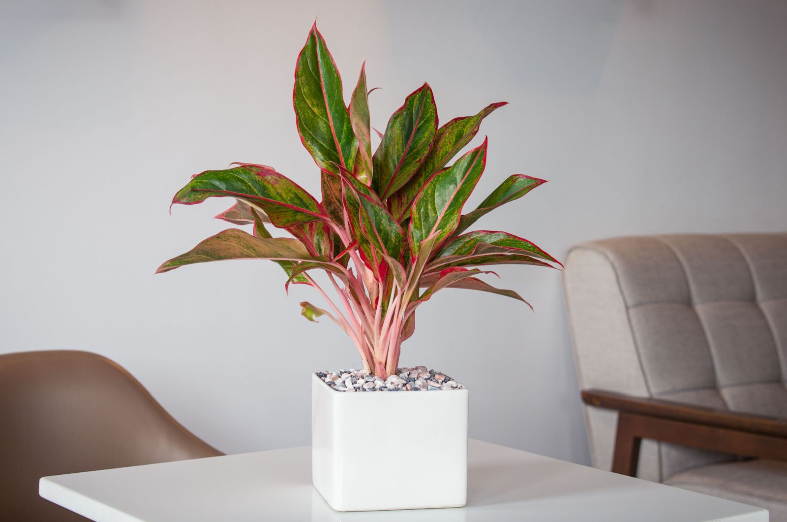 Aglaonema