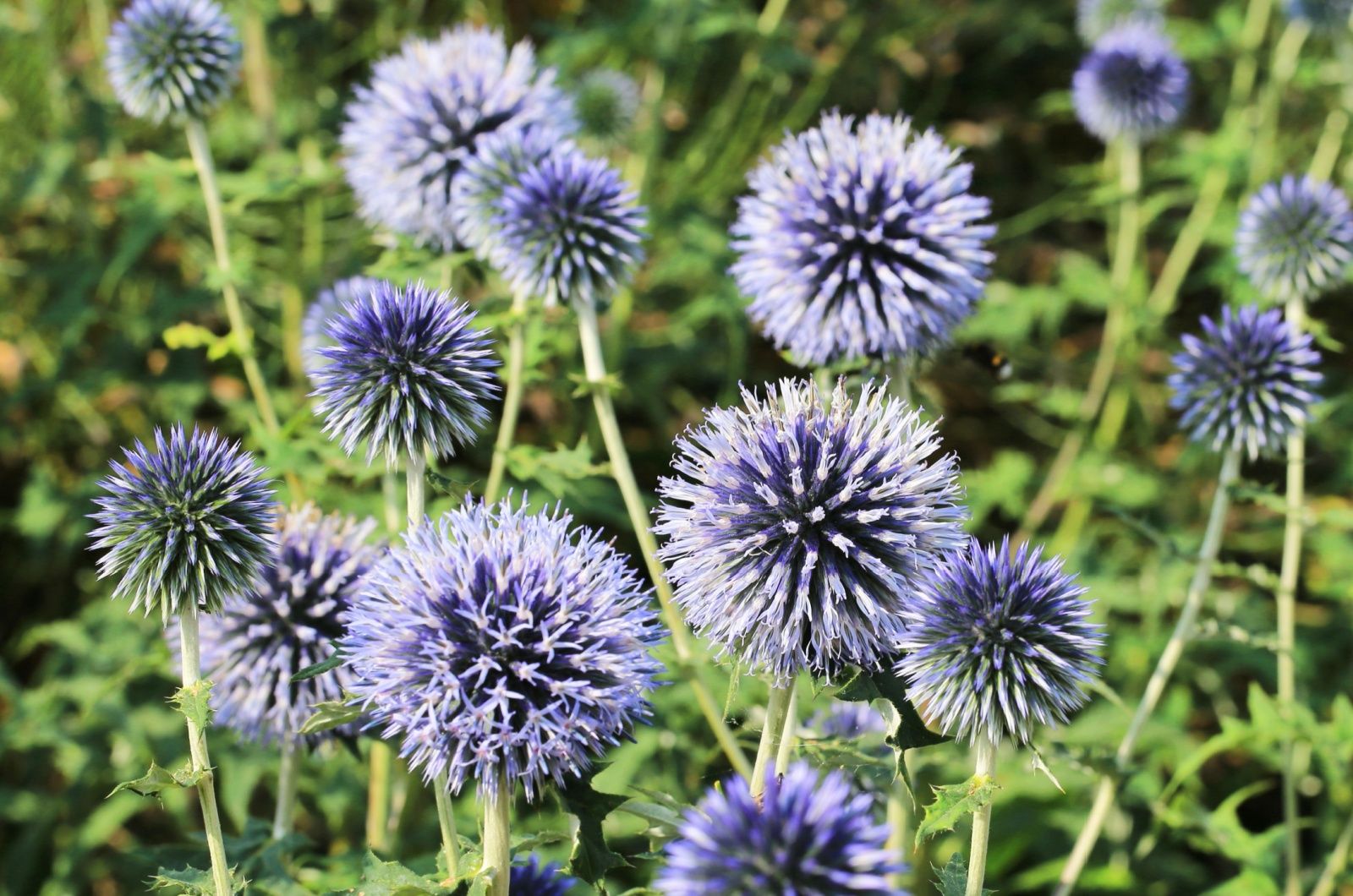 Die Kugeldistel bietet Vögeln im Winter Nahrung