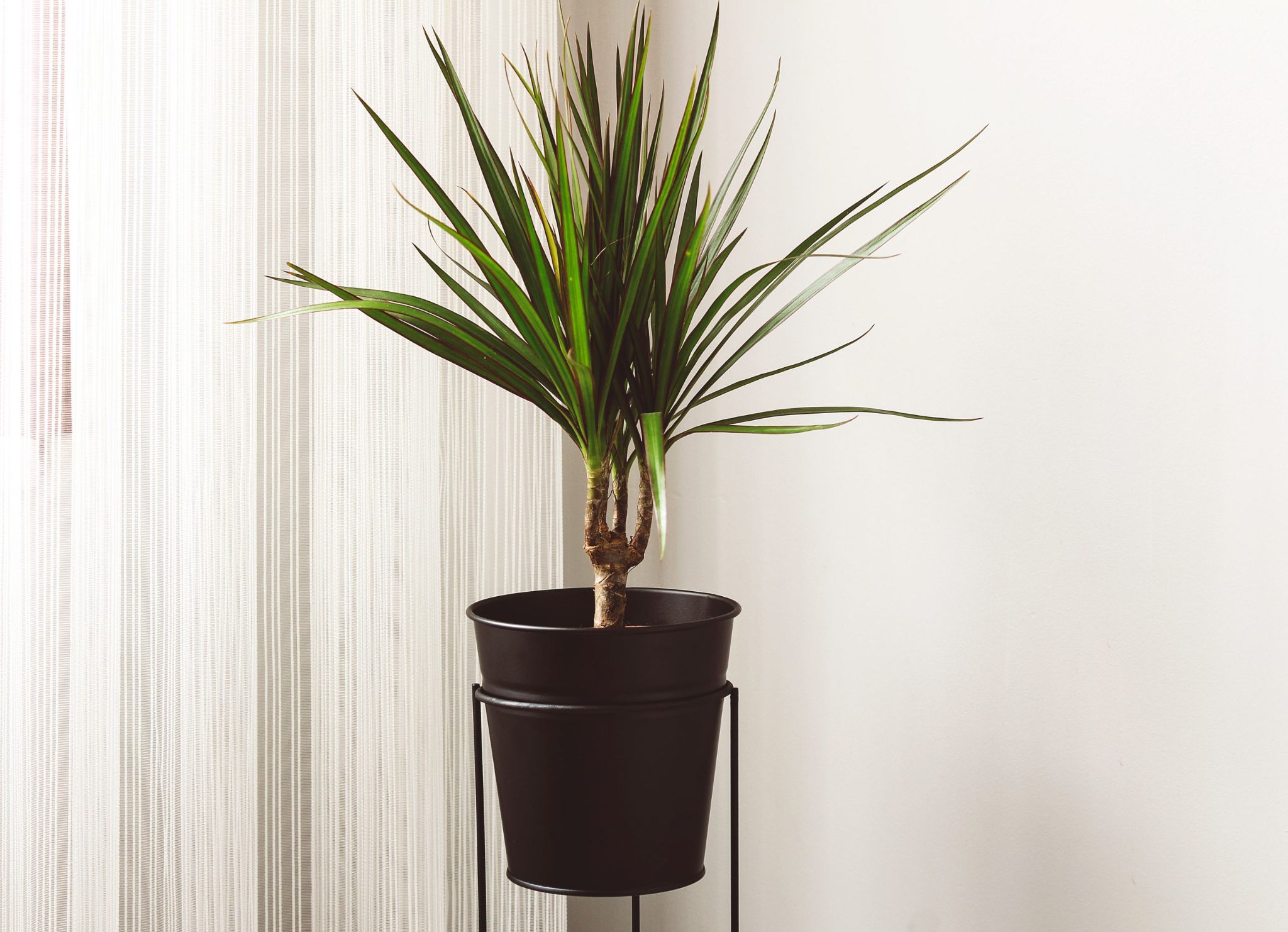 Dracaena