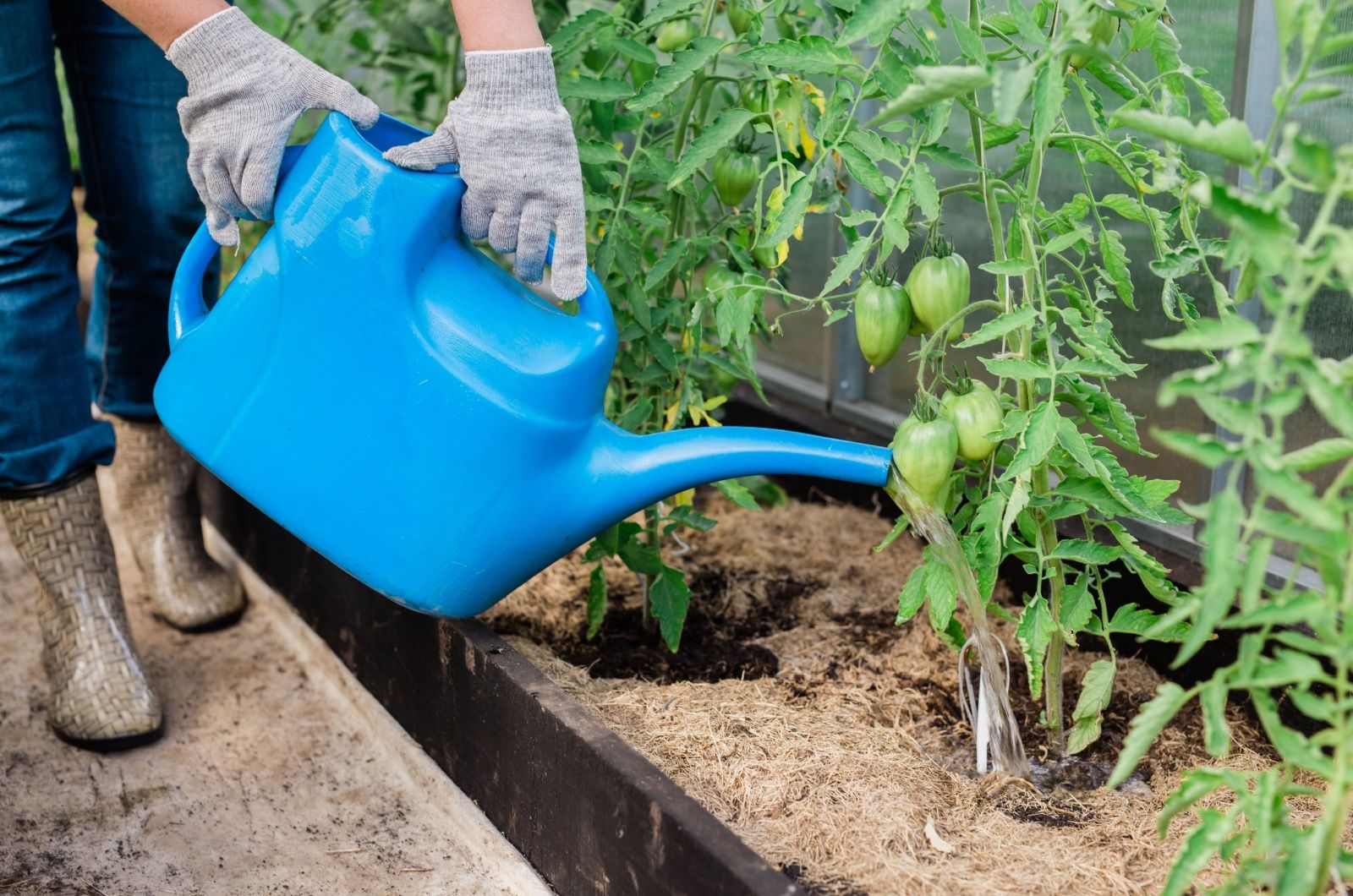 Du kannst deine Pflanzen mit Wasser aufwecken