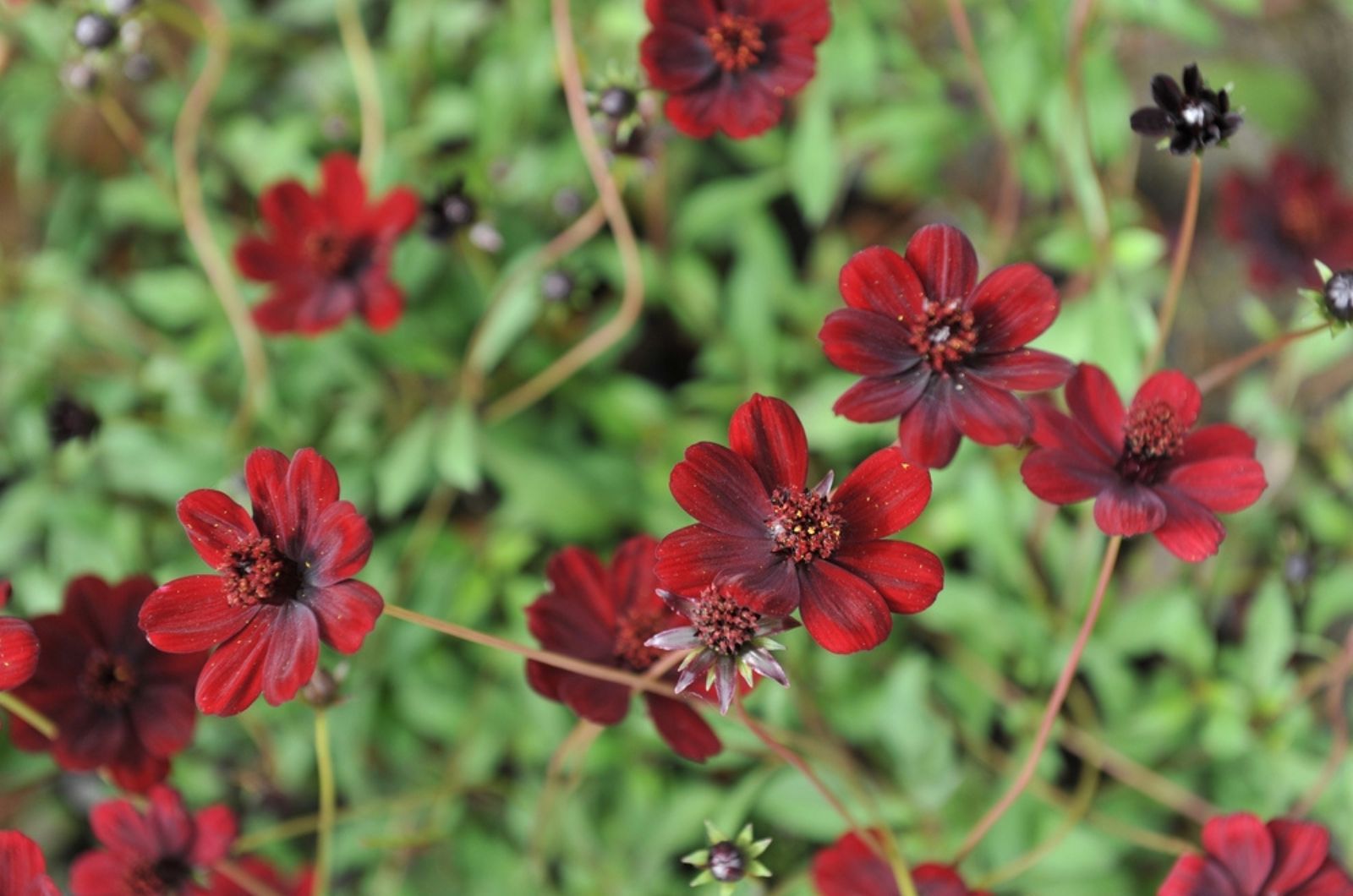 Ein letzter Tipp - Sorge dafür, dass du genug Blumen hast, um Vogelkämpfe zu vermeiden