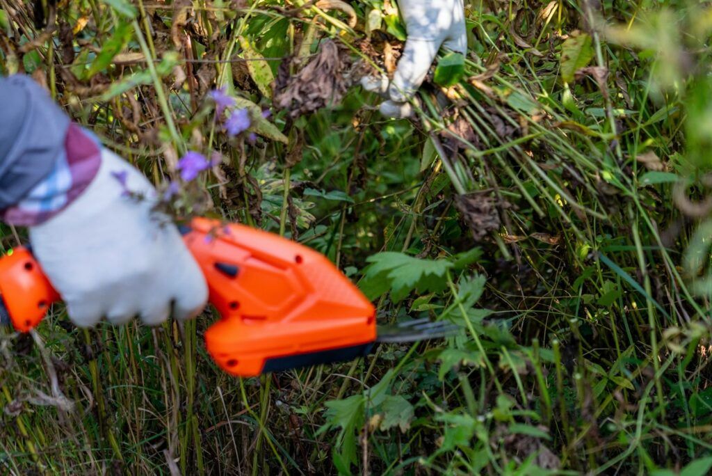 Frühling oder Herbst: Wann ist die beste Zeit, um deinen Phlox zurückzuschneiden?