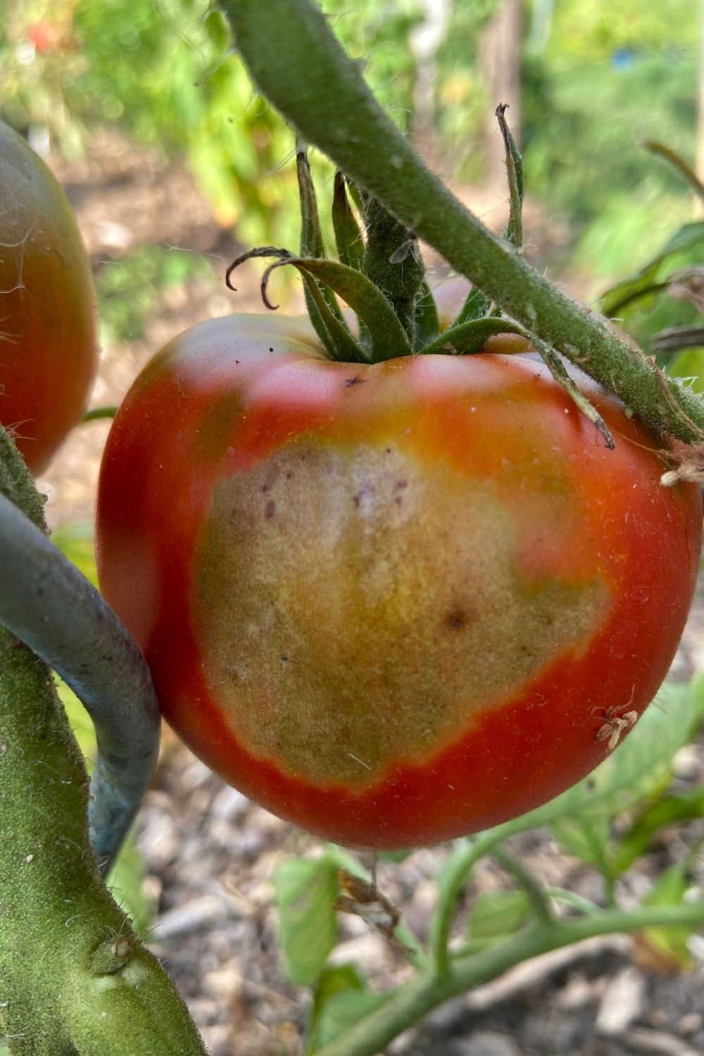 Gibt es so etwas wie zu viel Sonne für Tomaten?