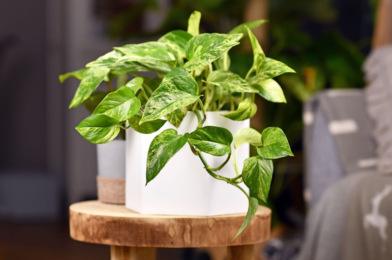 Goldene Pothos