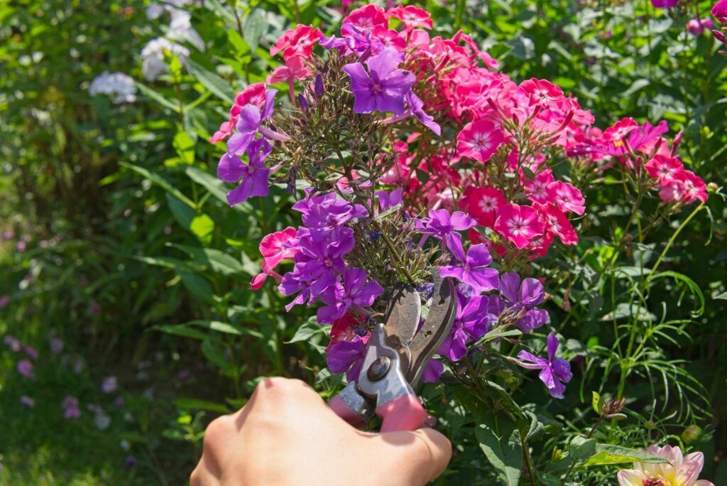 Hier sind einige Tipps für perfekt geschnittenen Phlox