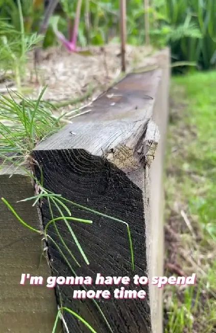 Holz verrottet schnell