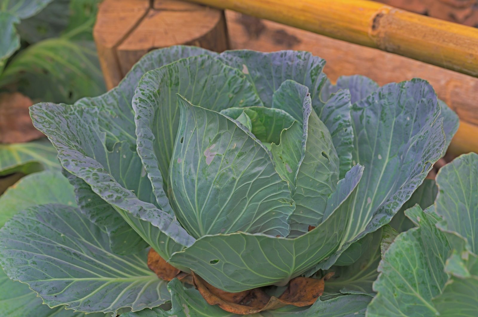 Mit dieser Methode kannst du Kohl ernten, ohne den Boden zu zerstören