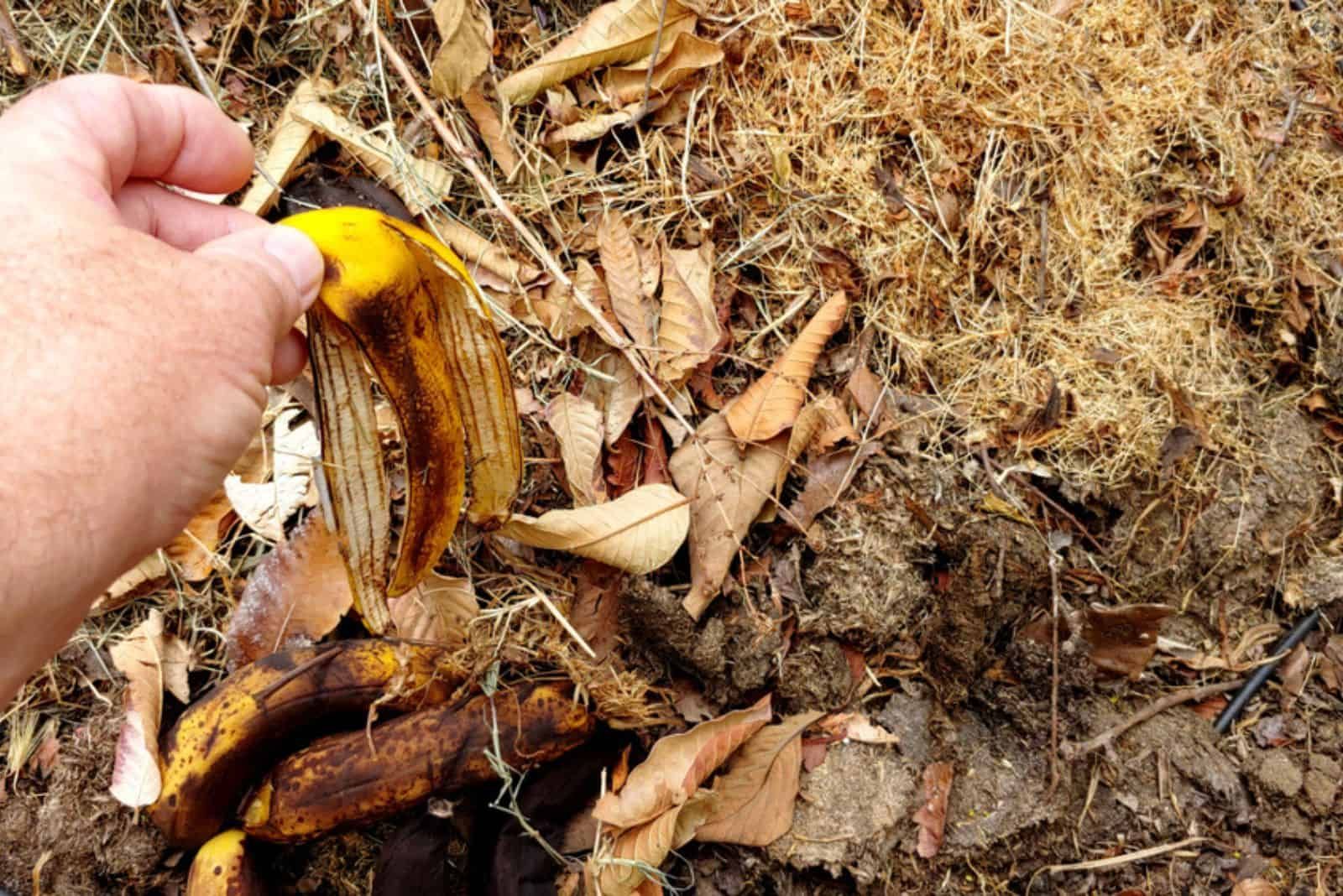 Mulchen deiner Bananenschalen