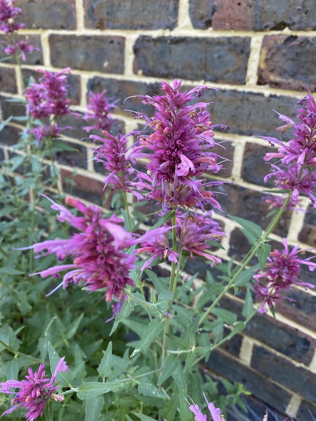 Schau dir diese praktischen Tricks für den Anbau von Agastache an