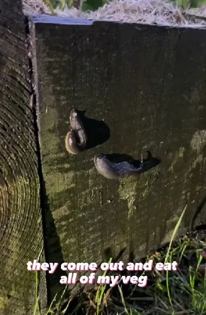 Schnecken verstecken sich unter ihnen