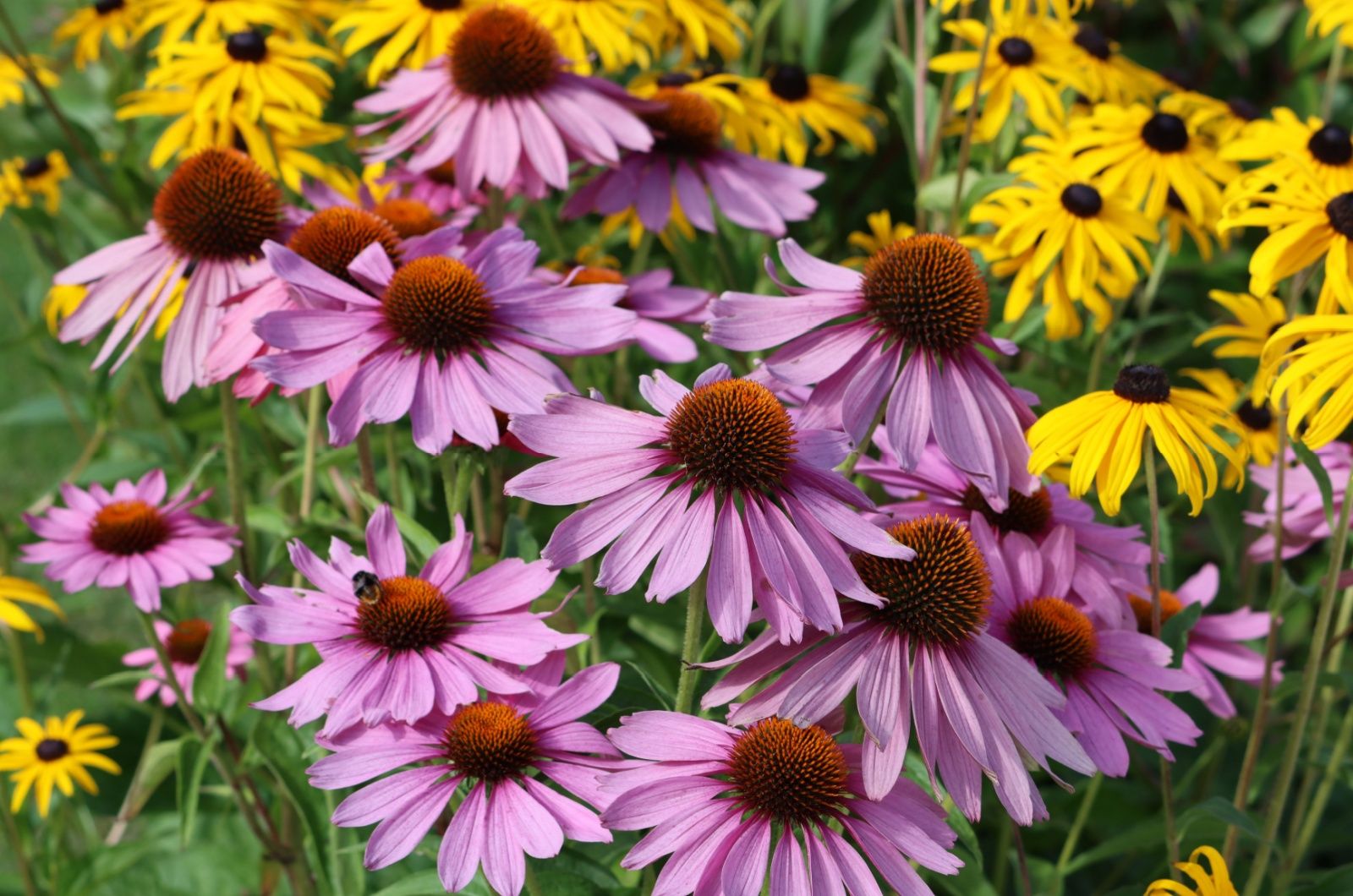 Sparen Sie sich den Frühjahrsschnitt bei Kegelblumen