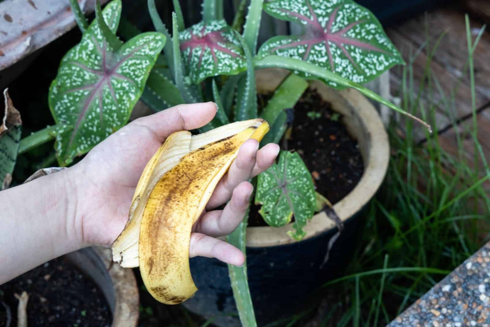 Tipps für die richtige Anwendung von Bananenschalendünger