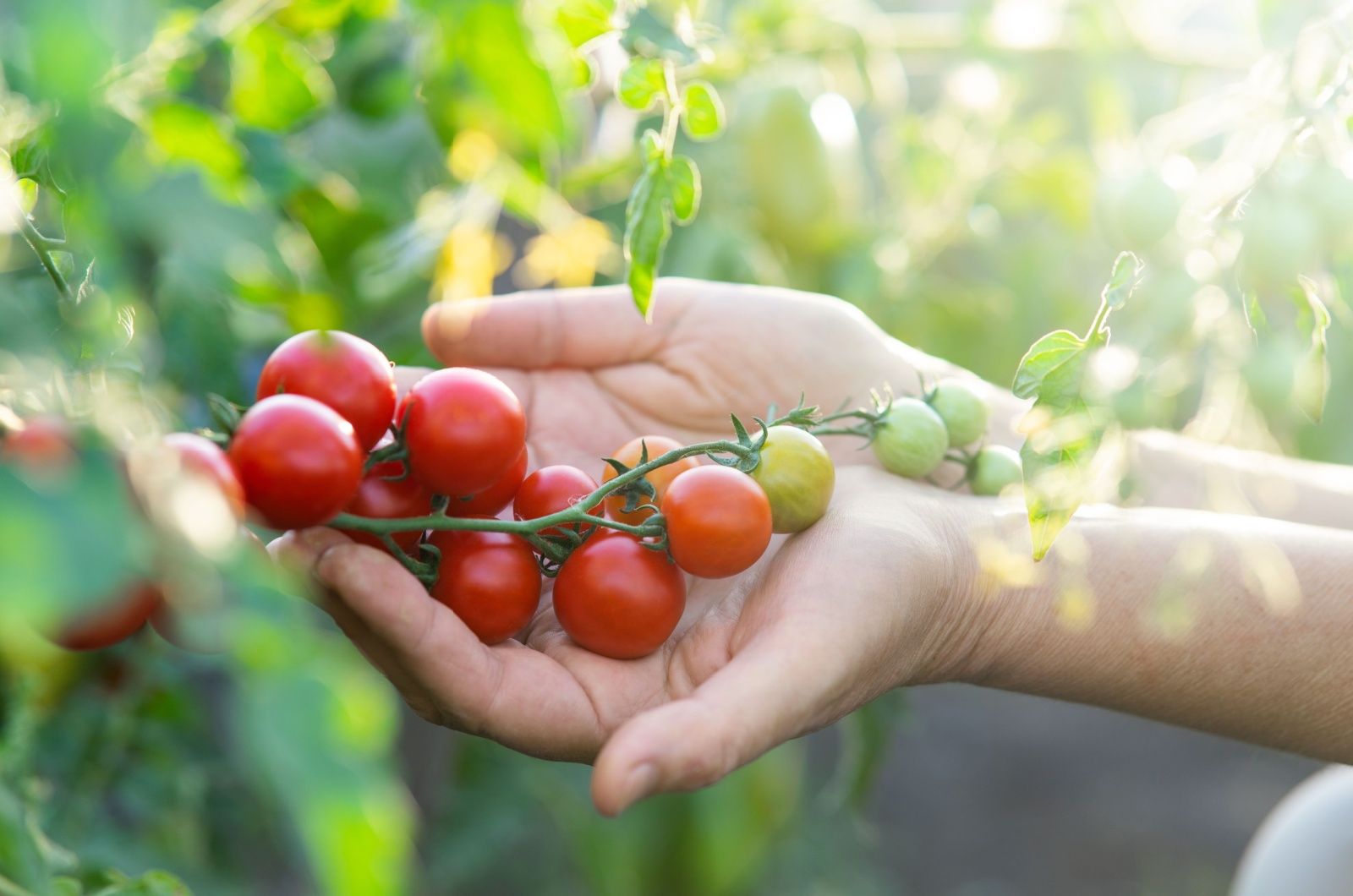 Volle Sonne und Tomaten sind eine himmlische Kombination