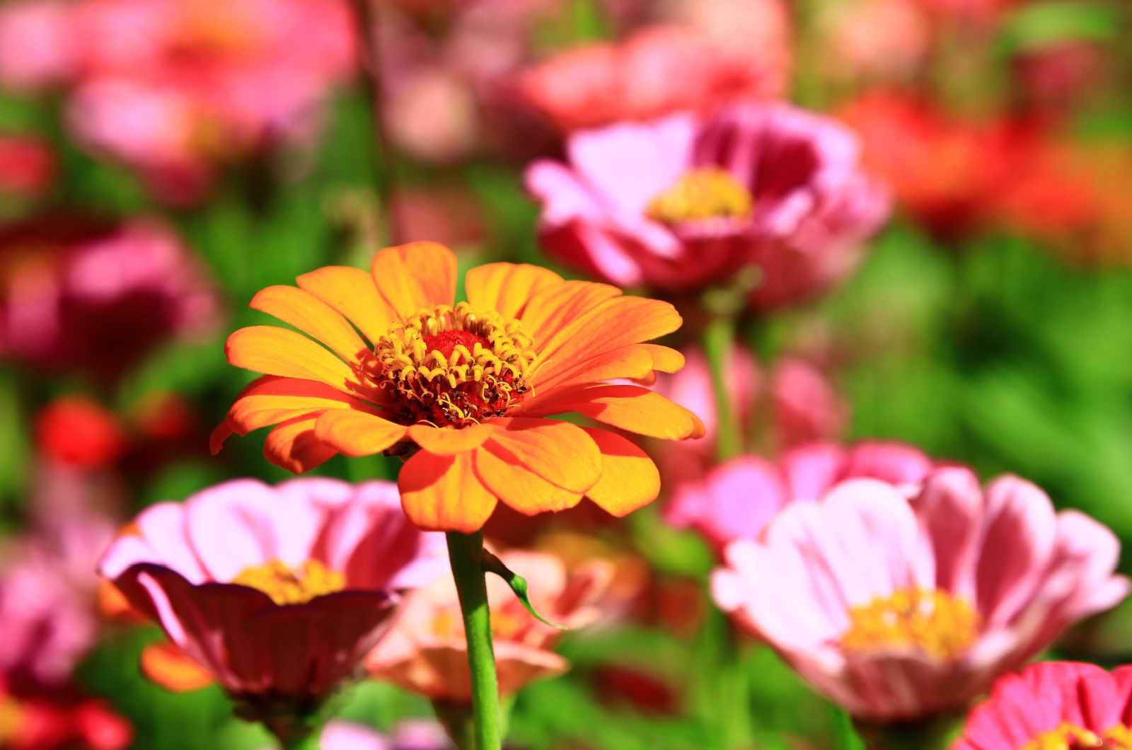 Wie man Zinnienblumen anbaut